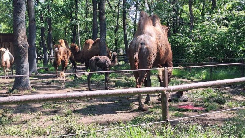 Nem csupán az embereket, hanem a Szegedi Vadaspark állatainak életét is jelentősen befolyásolja a szélsőséges időjárás.
