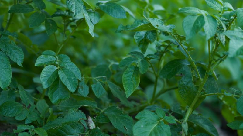 Érdekes újdonságok láttak napvilágot a burgonyával kapcsolatban: ezek a felfedezések sokak számára váratlanul hatnak - Agro Napló.