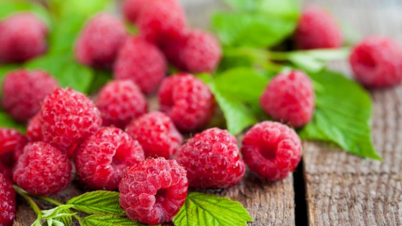Szinte teljesen feledésbe merült ez a magyar gyümölcs: így szeretnék újra életre kelteni - Agrárszektor