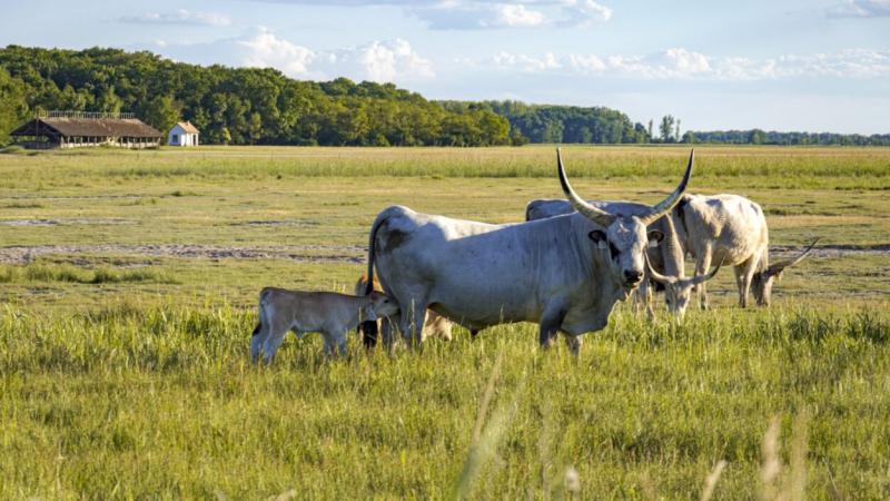 A szürke marha titokzatos származása: Egy felfedezésre váró történet | National Geographic

A szürke marha, a magyar táj ikonikus állata, mindig is rejtélyekkel övezte eredetét. Számos elmélet létezik, de a pontos gyökerei még mindig homályosak. A Nationa