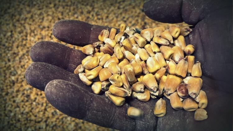 Példa nélküli gyenge teljesítményt mutat az idei év a gabonapiacon, mely számos figyelmeztető jelzést hordoz magában - Agrárágazat.